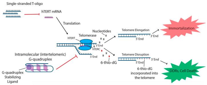 https://cdn.ncbi.nlm.nih.gov/pmc/blobs/b0ea/7565511/fa4235095497/cancers-12-02337-g002.jpg