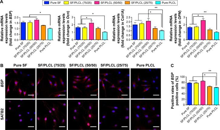 https://cdn.ncbi.nlm.nih.gov/pmc/blobs/b0f4/4833379/35526679d761/ijn-11-1483Fig4.jpg