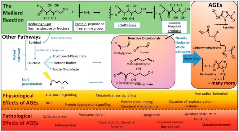 https://cdn.ncbi.nlm.nih.gov/pmc/blobs/b10f/9268915/45fd0333e510/nutrients-14-02675-g001.jpg