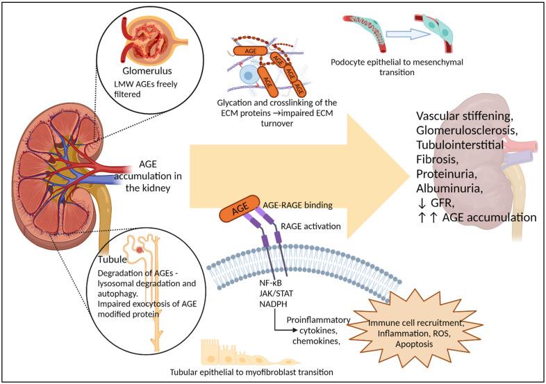 https://cdn.ncbi.nlm.nih.gov/pmc/blobs/b10f/9268915/5b902770b1ab/nutrients-14-02675-g003.jpg
