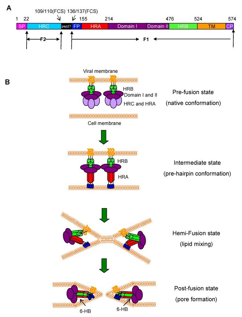 https://cdn.ncbi.nlm.nih.gov/pmc/blobs/b11a/3564118/b833183cf3a1/viruses-05-00211-g001.jpg