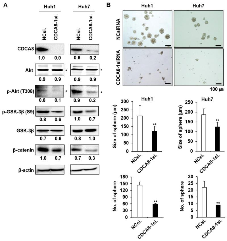 https://cdn.ncbi.nlm.nih.gov/pmc/blobs/b12c/7958635/633a7a95a251/cancers-13-01055-g007.jpg