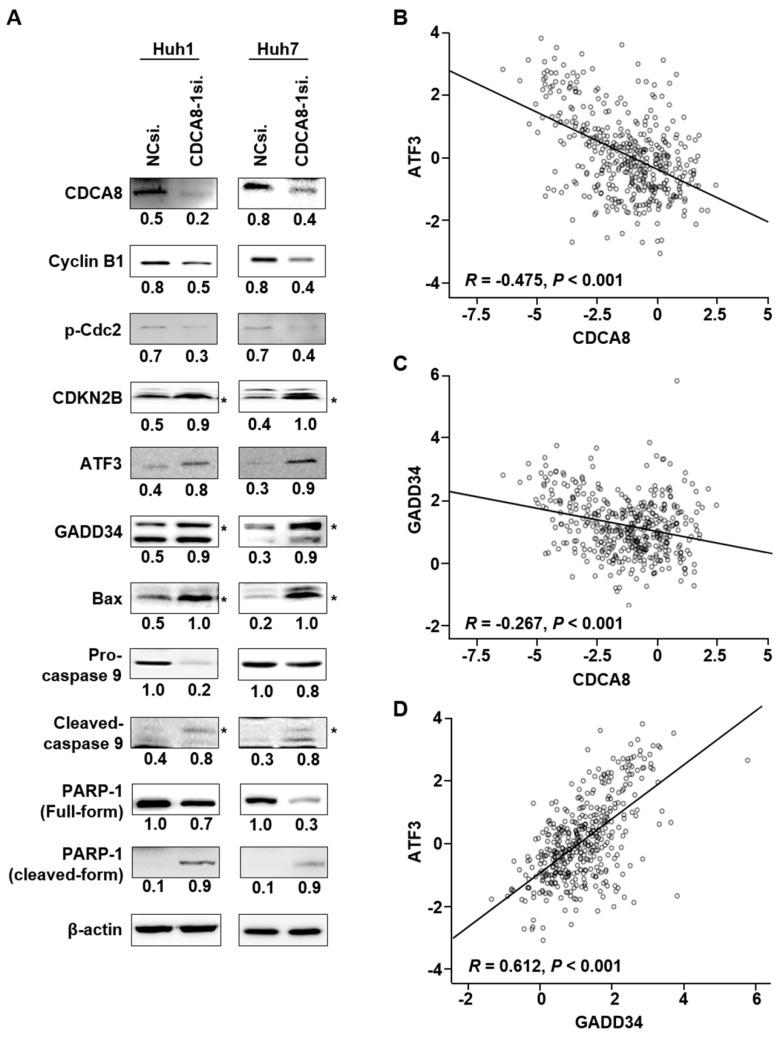 https://cdn.ncbi.nlm.nih.gov/pmc/blobs/b12c/7958635/aad85c1b67db/cancers-13-01055-g006.jpg