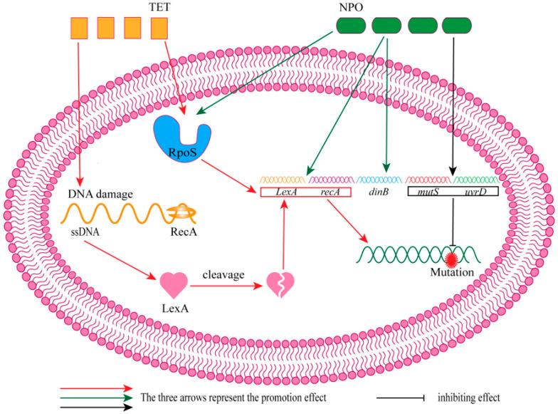 https://cdn.ncbi.nlm.nih.gov/pmc/blobs/b12e/11013322/3734c9238963/molecules-29-01674-g009.jpg