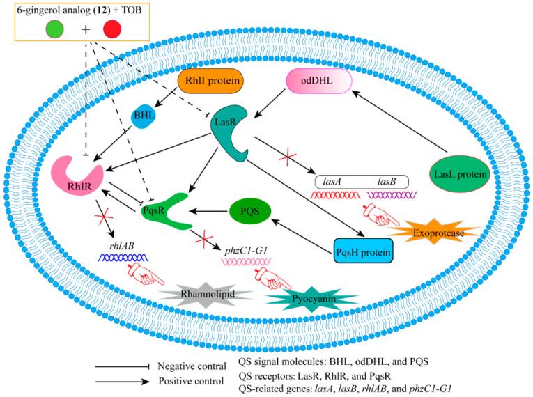https://cdn.ncbi.nlm.nih.gov/pmc/blobs/b12e/11013322/78717fc910b4/molecules-29-01674-g003.jpg