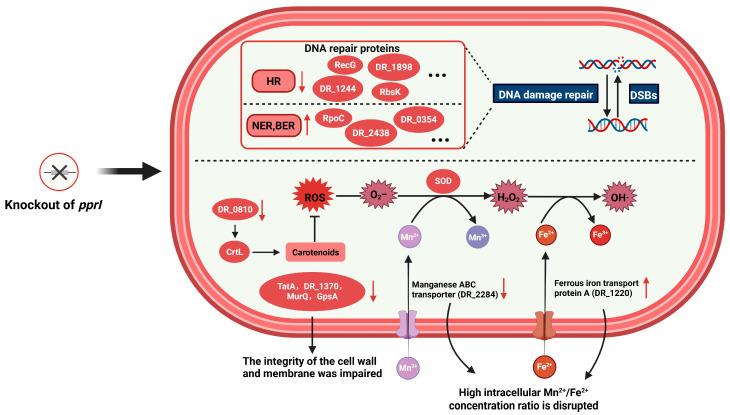 https://cdn.ncbi.nlm.nih.gov/pmc/blobs/b130/12197293/afbe1e393a9d/proteomes-13-00019-g005.jpg