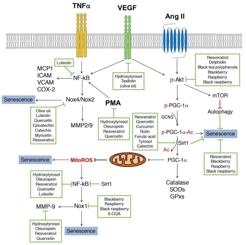 https://cdn.ncbi.nlm.nih.gov/pmc/blobs/b135/6357531/b87efea132a3/nutrients-11-00053-g003.jpg