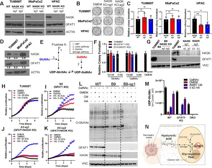 https://cdn.ncbi.nlm.nih.gov/pmc/blobs/b158/8730721/08b4a603fd3e/elife-62645-fig5.jpg