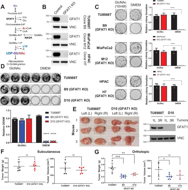 https://cdn.ncbi.nlm.nih.gov/pmc/blobs/b158/8730721/2f27c081d2f8/elife-62645-fig1.jpg