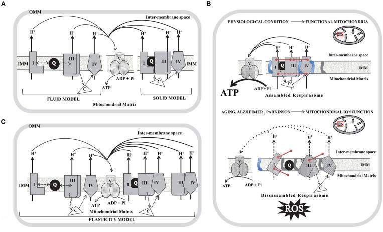 https://cdn.ncbi.nlm.nih.gov/pmc/blobs/b166/7518391/351658a72d2d/fendo-11-00600-g0001.jpg