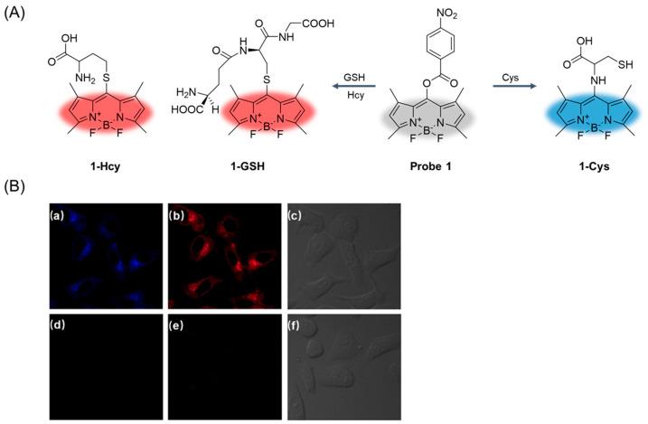https://cdn.ncbi.nlm.nih.gov/pmc/blobs/b1d3/11434280/a81aa50616e8/molecules-29-04333-g004.jpg