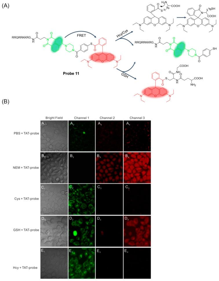 https://cdn.ncbi.nlm.nih.gov/pmc/blobs/b1d3/11434280/e23756f26998/molecules-29-04333-g015.jpg