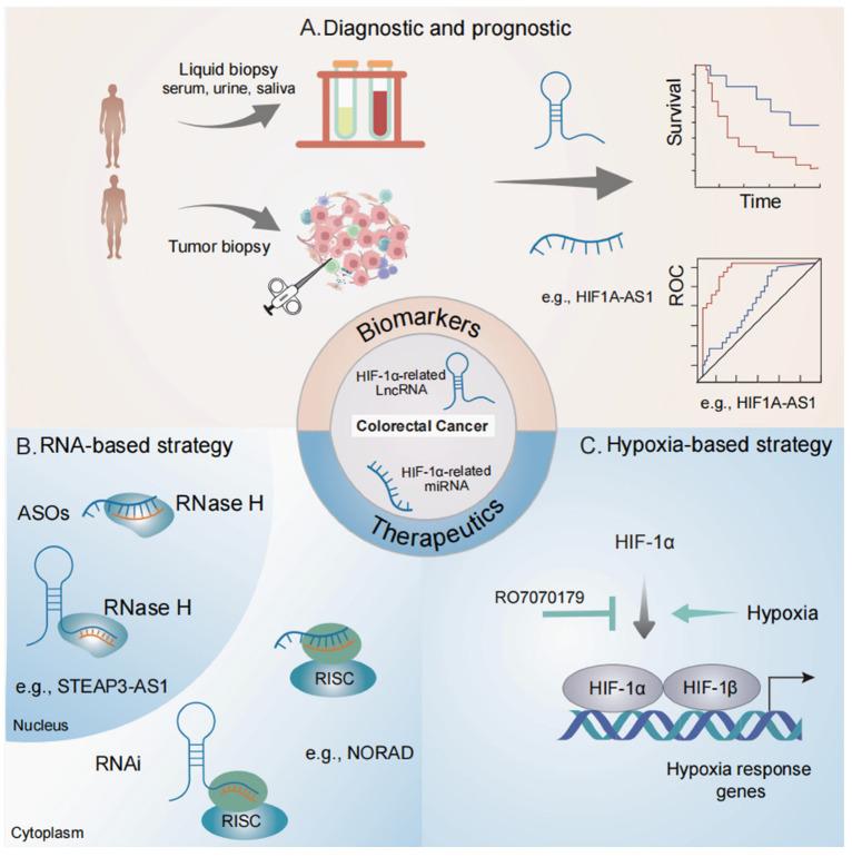 https://cdn.ncbi.nlm.nih.gov/pmc/blobs/b1e1/12024830/06b803465b18/biomolecules-15-00510-g003.jpg