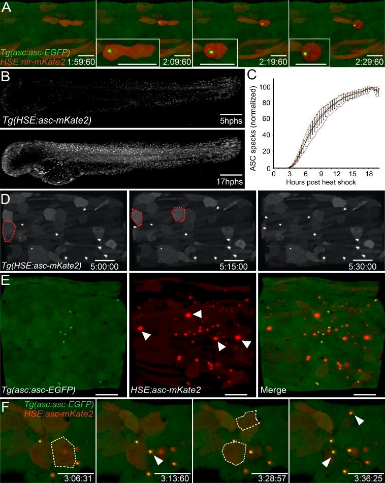 https://cdn.ncbi.nlm.nih.gov/pmc/blobs/b1e9/5584180/02b185a77807/JCB_201703103_Fig4.jpg