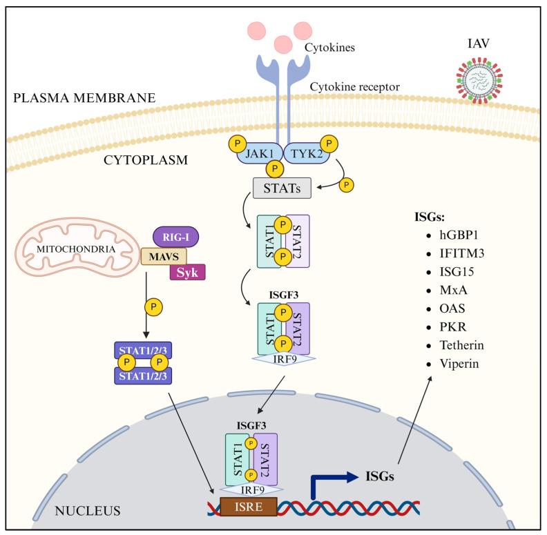 https://cdn.ncbi.nlm.nih.gov/pmc/blobs/b1ec/11280125/5d3a67d2bc9b/pathogens-13-00561-g004.jpg