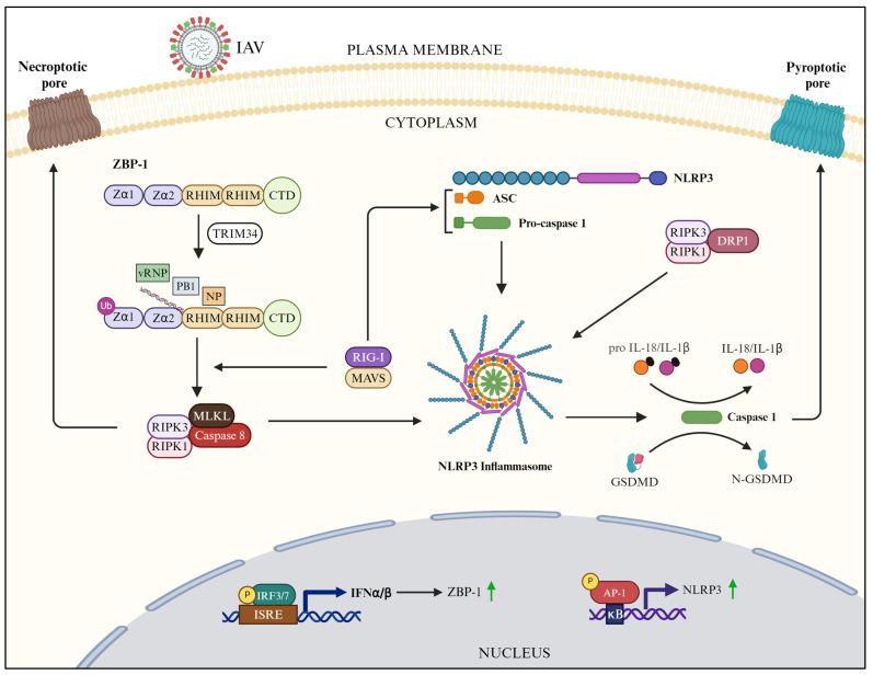 https://cdn.ncbi.nlm.nih.gov/pmc/blobs/b1ec/11280125/c19203a1007d/pathogens-13-00561-g003.jpg