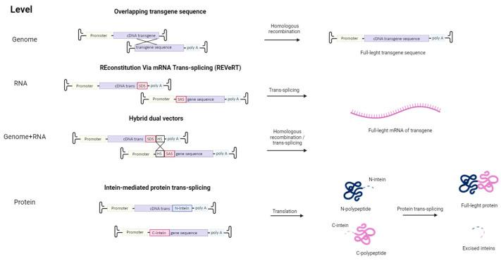 https://cdn.ncbi.nlm.nih.gov/pmc/blobs/b216/11592828/0210cad0aff8/cells-13-01916-g002.jpg