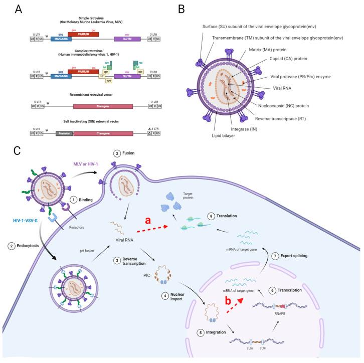 https://cdn.ncbi.nlm.nih.gov/pmc/blobs/b216/11592828/6e2a35e4e02e/cells-13-01916-g004.jpg