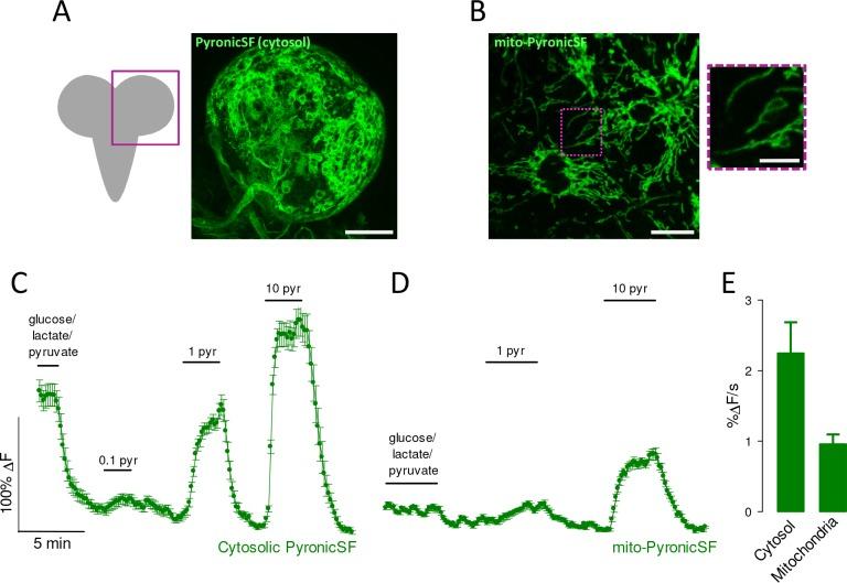 https://cdn.ncbi.nlm.nih.gov/pmc/blobs/b21c/7077990/9db610cfabe0/elife-53917-fig6.jpg