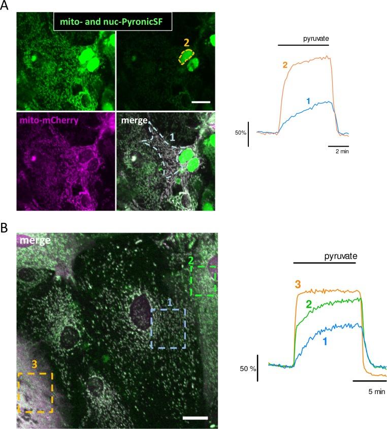 https://cdn.ncbi.nlm.nih.gov/pmc/blobs/b21c/7077990/daa5040bdcb7/elife-53917-fig2-figsupp3.jpg