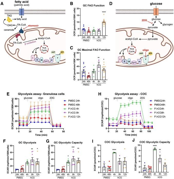 https://cdn.ncbi.nlm.nih.gov/pmc/blobs/b23d/11373349/964dd6a90846/deae154f1.jpg