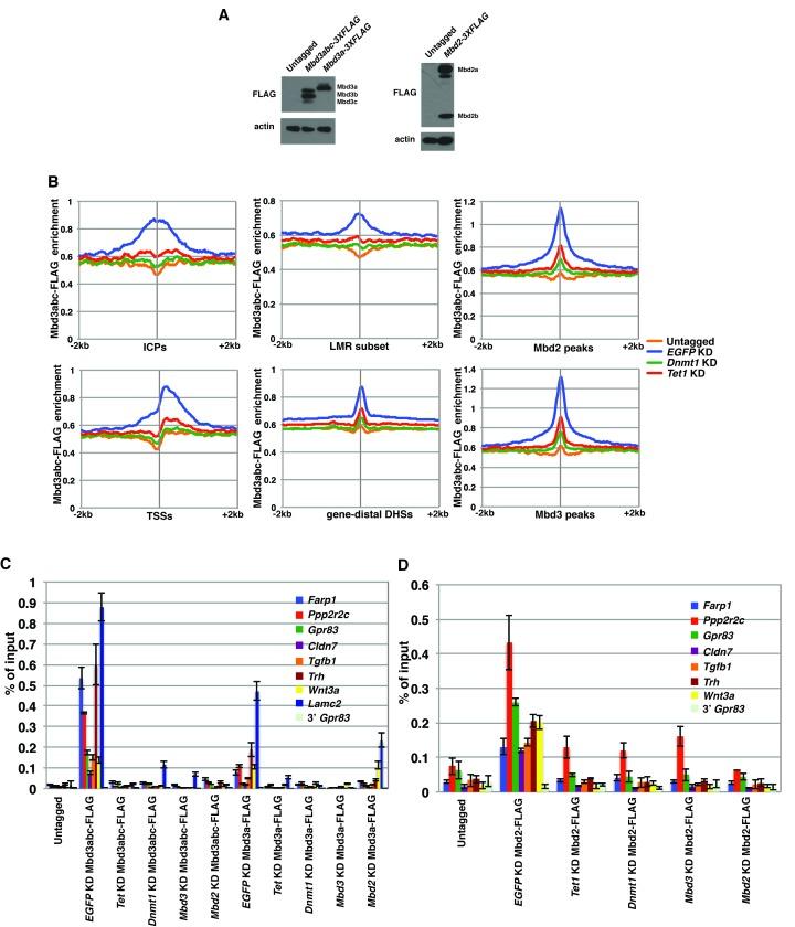 https://cdn.ncbi.nlm.nih.gov/pmc/blobs/b25a/5111885/85d621a99843/elife-21964-fig2-figsupp3.jpg