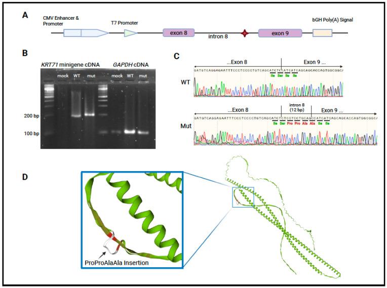 https://cdn.ncbi.nlm.nih.gov/pmc/blobs/b261/12027166/b60d48ae4708/genes-16-00459-g002.jpg