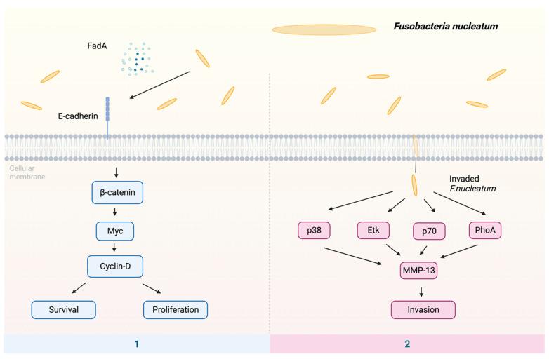 https://cdn.ncbi.nlm.nih.gov/pmc/blobs/b29d/10820765/0f1fe42f74a9/pathogens-13-00093-g002.jpg
