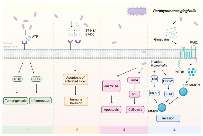 https://cdn.ncbi.nlm.nih.gov/pmc/blobs/b29d/10820765/b88f0511f3dc/pathogens-13-00093-g001.jpg