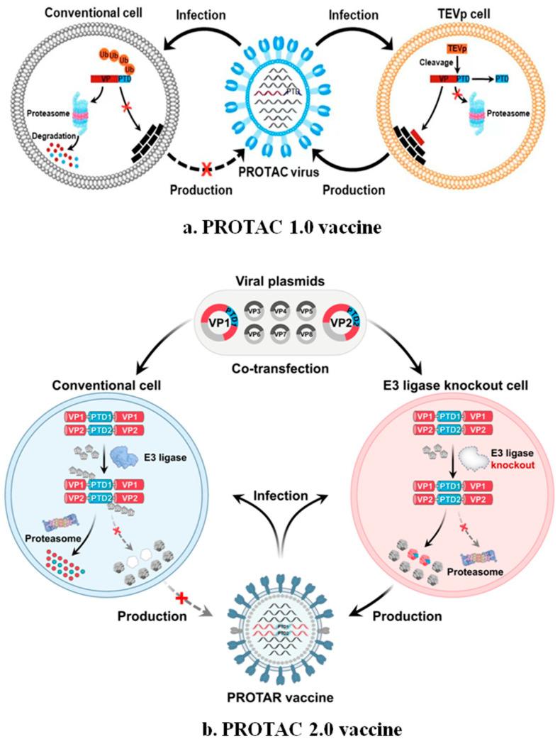 https://cdn.ncbi.nlm.nih.gov/pmc/blobs/b2b3/12297968/a27123d75c71/microorganisms-13-01557-g012.jpg