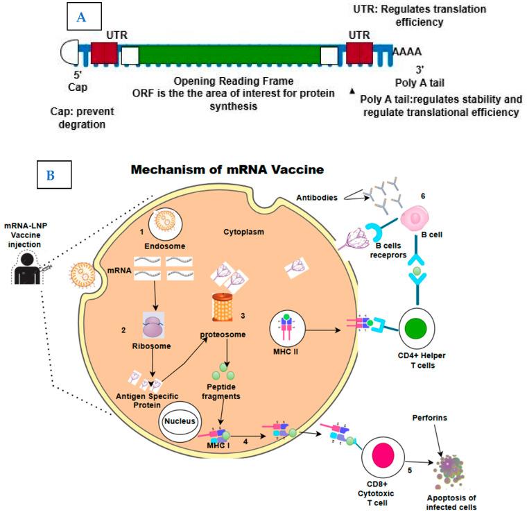 https://cdn.ncbi.nlm.nih.gov/pmc/blobs/b2be/12197385/216a9e2a2505/vaccines-13-00601-g001.jpg