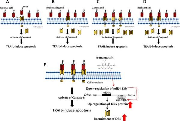 https://cdn.ncbi.nlm.nih.gov/pmc/blobs/b2c9/4694869/f8935b509ce4/oncotarget-06-25828-g011.jpg