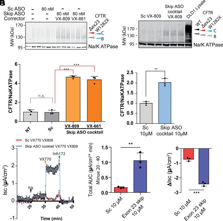 https://cdn.ncbi.nlm.nih.gov/pmc/blobs/b2e5/8784140/8701c4ab8830/pnas.2114858118fig04.jpg