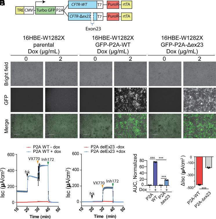 https://cdn.ncbi.nlm.nih.gov/pmc/blobs/b2e5/8784140/f0ea2362f2fe/pnas.2114858118fig01.jpg