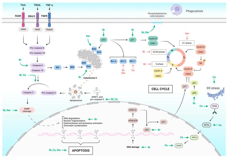 https://cdn.ncbi.nlm.nih.gov/pmc/blobs/b313/11124384/02d1414e18c8/molecules-29-02388-g003.jpg