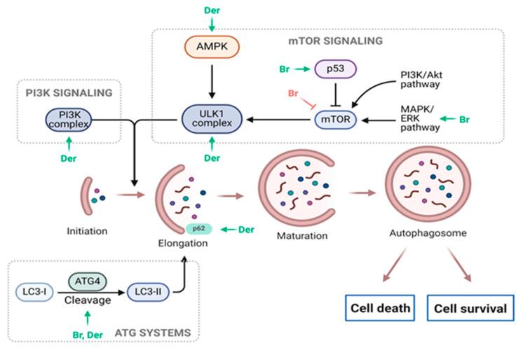 https://cdn.ncbi.nlm.nih.gov/pmc/blobs/b313/11124384/e97b31cd6af4/molecules-29-02388-g005.jpg