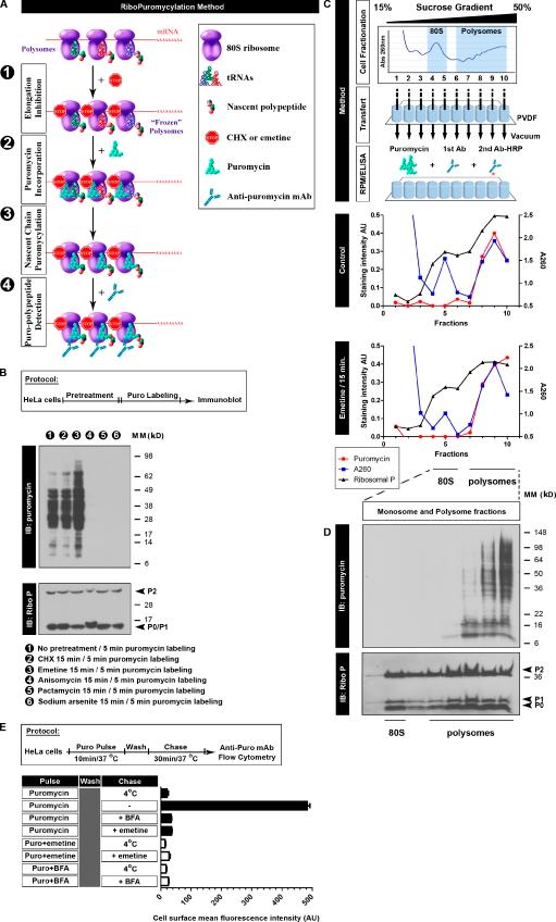 https://cdn.ncbi.nlm.nih.gov/pmc/blobs/b321/3317795/b2c78931ba4c/JCB_201112145_Fig1.jpg