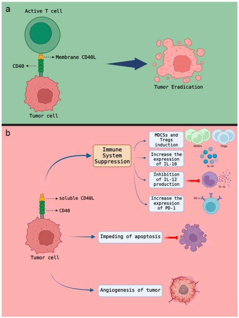 https://cdn.ncbi.nlm.nih.gov/pmc/blobs/b391/11311304/73c286a94b95/cells-13-01267-g001.jpg