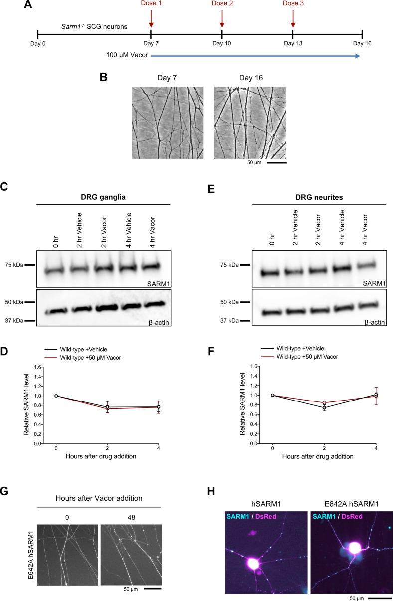https://cdn.ncbi.nlm.nih.gov/pmc/blobs/b3ad/8758145/121529793c12/elife-72823-fig2-figsupp1.jpg
