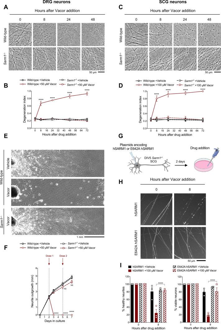 https://cdn.ncbi.nlm.nih.gov/pmc/blobs/b3ad/8758145/30a1b65de9b2/elife-72823-fig2.jpg