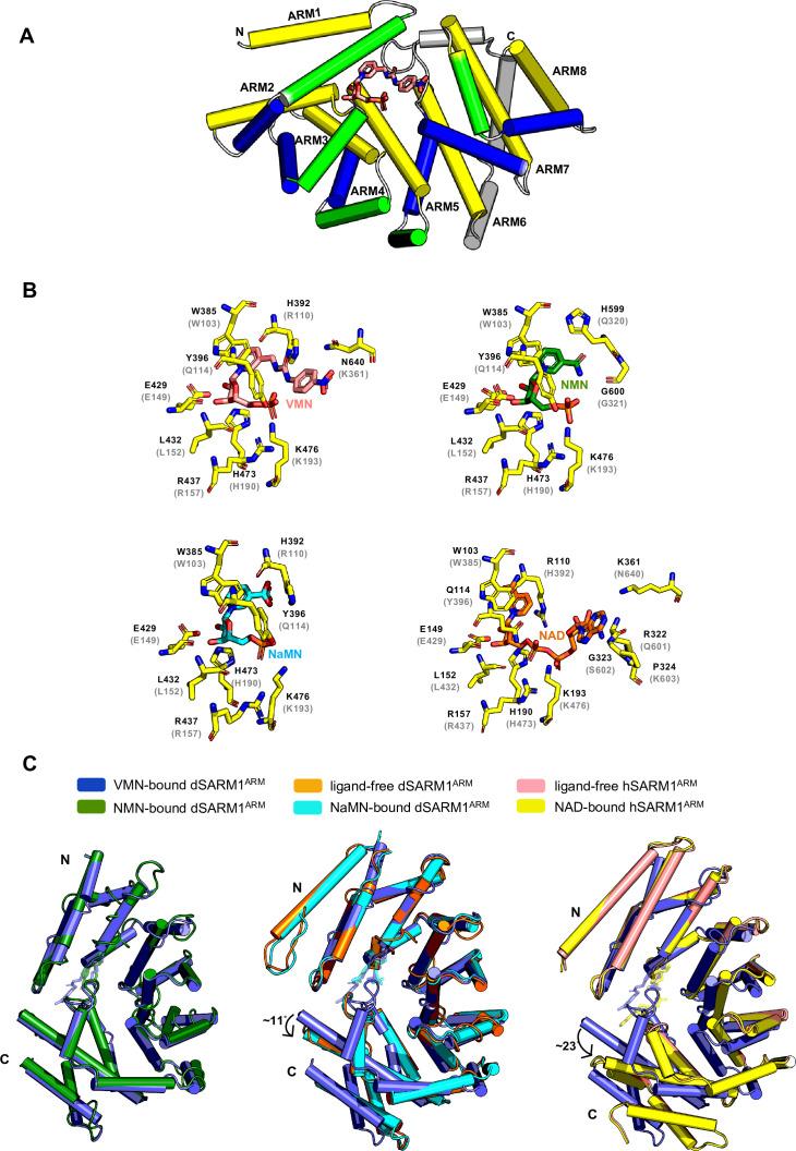 https://cdn.ncbi.nlm.nih.gov/pmc/blobs/b3ad/8758145/fa4e1cb12ba4/elife-72823-fig6.jpg