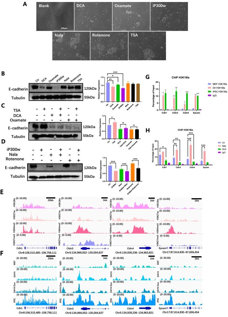 https://cdn.ncbi.nlm.nih.gov/pmc/blobs/b3c2/11162783/10dabd434d6a/gkae183fig3.jpg