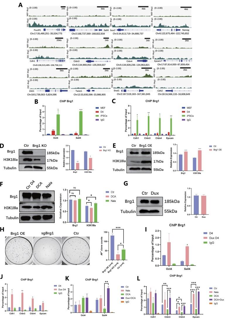 https://cdn.ncbi.nlm.nih.gov/pmc/blobs/b3c2/11162783/777f2d7dcd89/gkae183fig6.jpg
