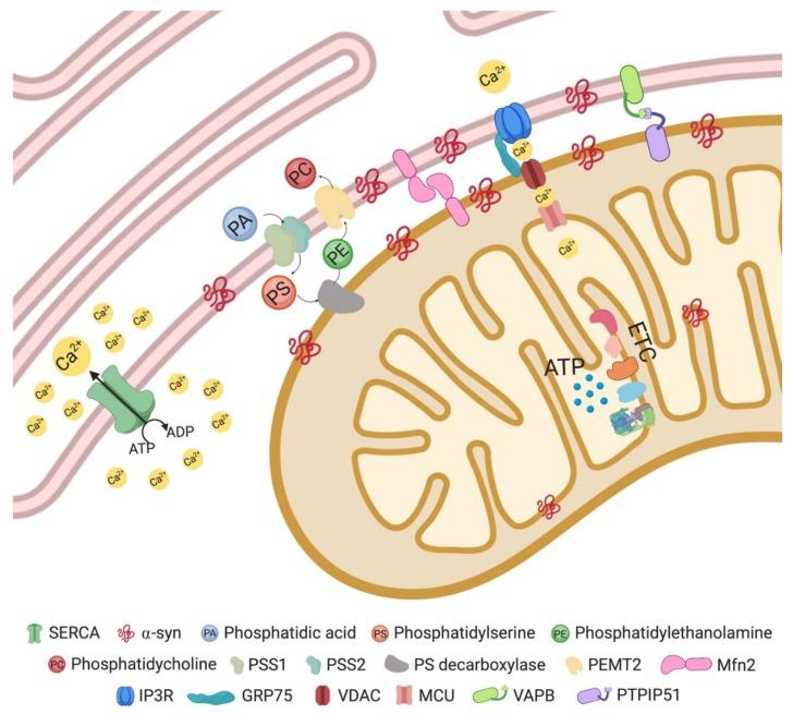 https://cdn.ncbi.nlm.nih.gov/pmc/blobs/b3d9/7016713/4659dfd88af3/cells-09-00233-g002.jpg