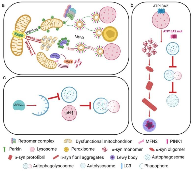 https://cdn.ncbi.nlm.nih.gov/pmc/blobs/b3d9/7016713/96333ad58954/cells-09-00233-g004.jpg