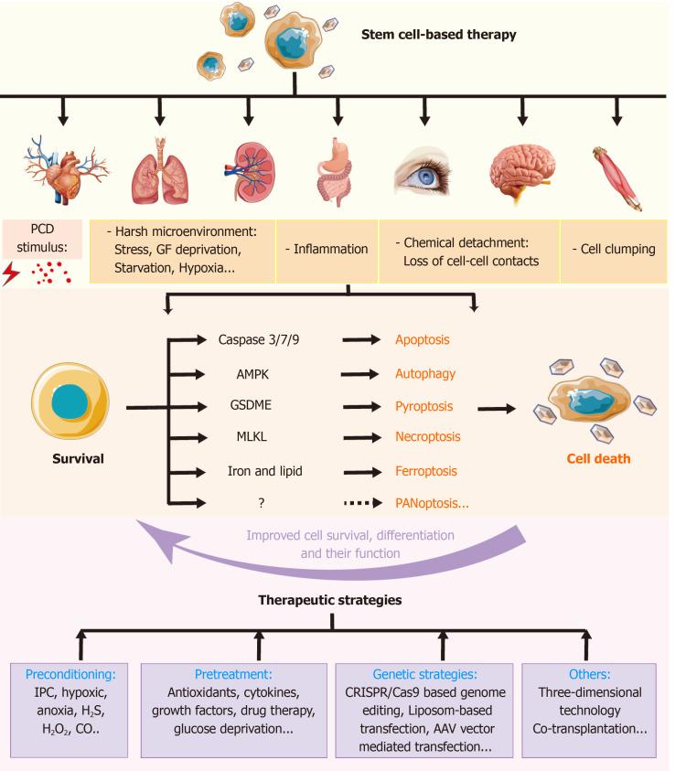 https://cdn.ncbi.nlm.nih.gov/pmc/blobs/b3fd/8176847/805c0cf28154/WJSC-13-386-g006.jpg