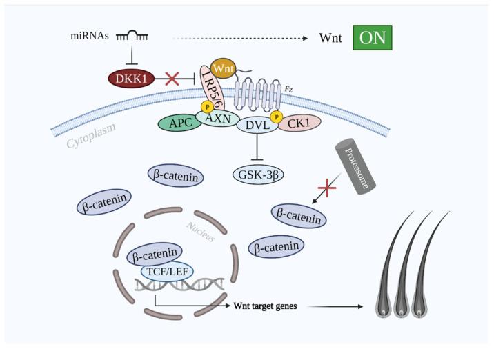 https://cdn.ncbi.nlm.nih.gov/pmc/blobs/b411/8616136/2943b8d500fa/cells-10-02957-g006.jpg