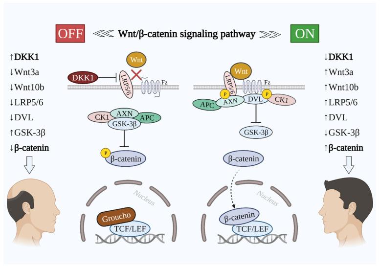 https://cdn.ncbi.nlm.nih.gov/pmc/blobs/b411/8616136/f827ca311b52/cells-10-02957-g001.jpg