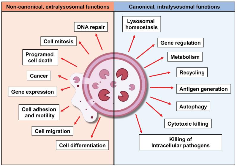 https://cdn.ncbi.nlm.nih.gov/pmc/blobs/b42e/11763575/d18a343f6acd/cells-14-00068-g002.jpg