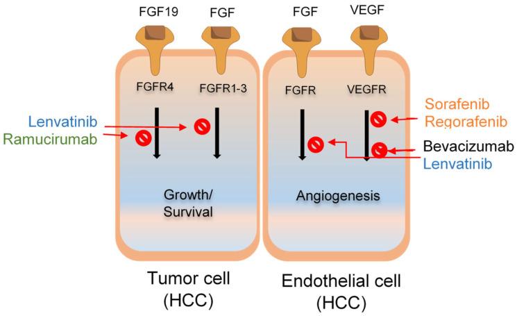 https://cdn.ncbi.nlm.nih.gov/pmc/blobs/b44b/11171154/11ed8874066d/cancers-16-02034-g002.jpg